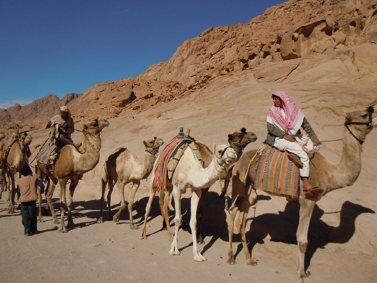 Beduini pe camile langa Muntele Sinai