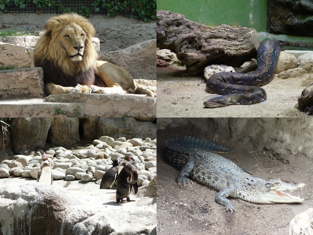 O parte din locatarii Gradinii Zoologice din Barcelona