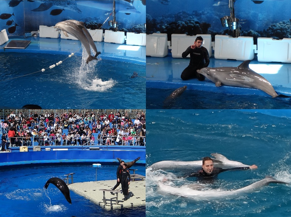 Show-uri cu delfini si foci