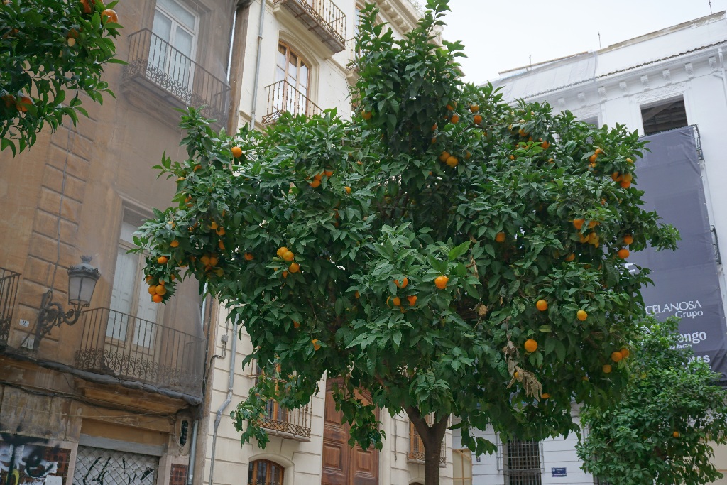 Valencia e plina de mandarini!!! 